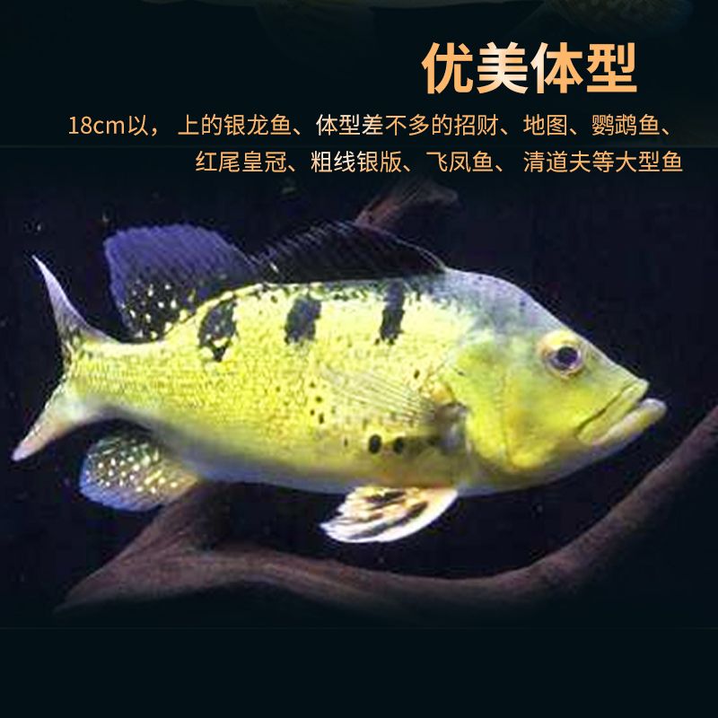 巴西亞魚苗疾病預防方法，巴西魚苗常見疾病有哪些 龍魚百科 第4張