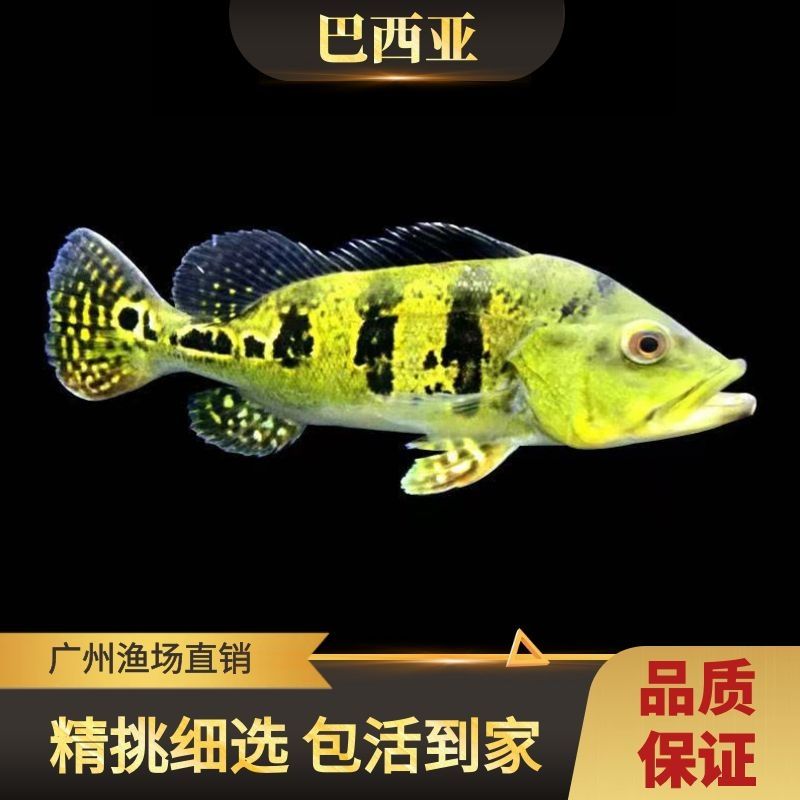 巴西亞魚苗疾病預防方法，巴西魚苗常見疾病有哪些 龍魚百科 第5張