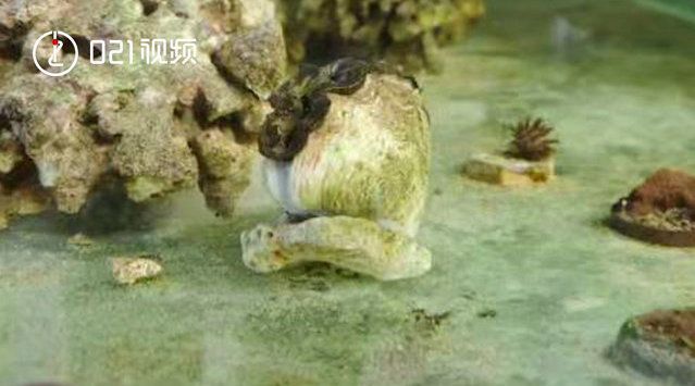 賣龍魚違法嗎怎么處理