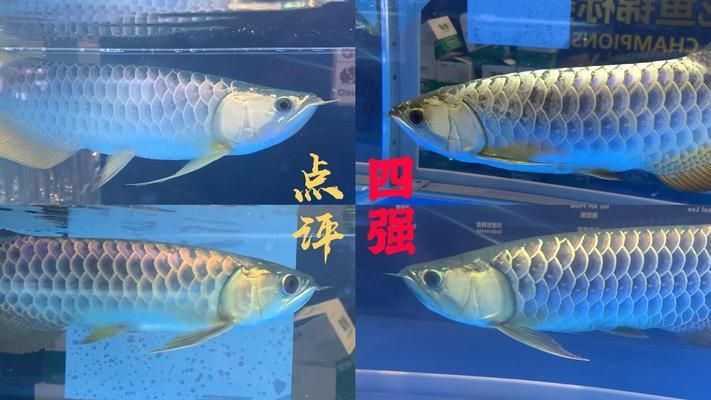 龍魚(yú)高背和過(guò)背哪個(gè)好，高背龍魚(yú)和過(guò)背龍魚(yú)的區(qū)別