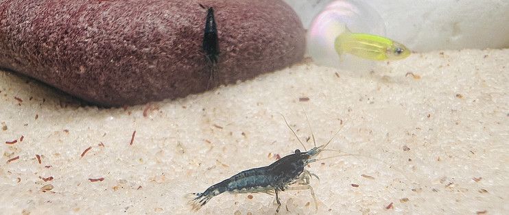 彩虹雷龍魚長得快嗎 水族問答