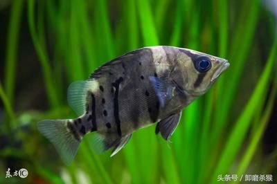 龍魚混養(yǎng)風水說法圖解，龍魚混養(yǎng)風水布局技巧詳解龍魚混養(yǎng)風水數(shù)字吉數(shù) 龍魚百科 第5張