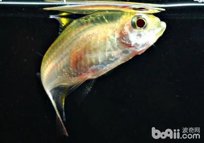 檸檬鯽品種的飼養(yǎng)技巧，檸檬鯽魚的飼養(yǎng)技巧 龍魚百科 第5張