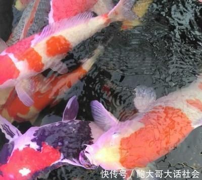 龍魚麻藥哪里可以買得到，淘寶龍魚麻藥品牌推薦