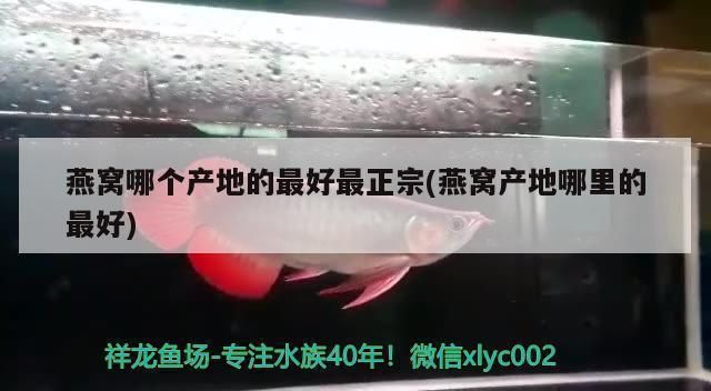 龍魚缸怎么清洗污垢，龍魚缸水垢去除技巧