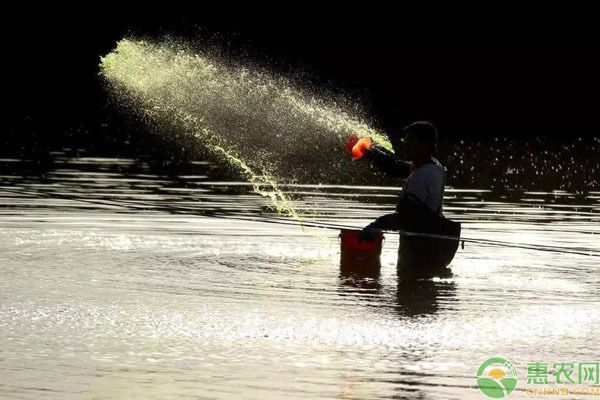 雙線側(cè)魚清塘消毒的最佳時(shí)機(jī)，雙線側(cè)魚消毒的最佳時(shí)機(jī)