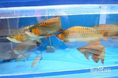 龍魚混養(yǎng)一般要多長時間才不打架？，