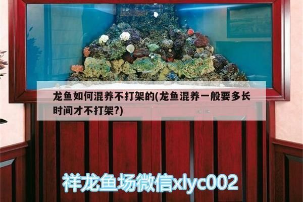 龍魚混養(yǎng)一般要多長(zhǎng)時(shí)間才不打架？，