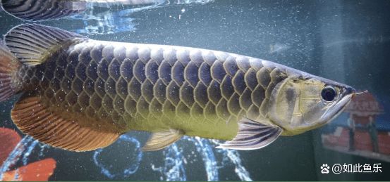 龍魚(yú)缸最佳搭配