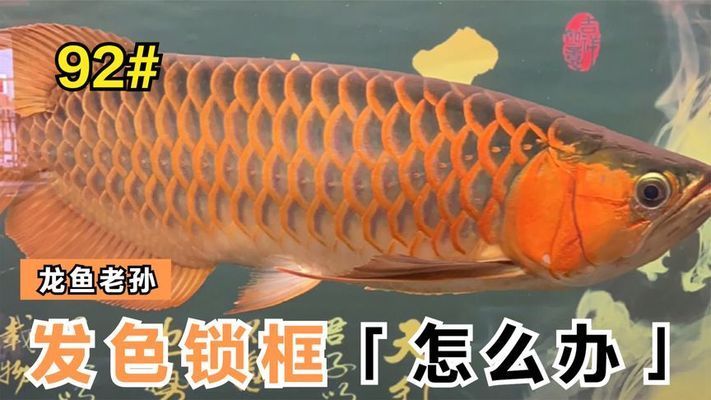 紅龍魚出框，紅龍魚出框后如何通過水質(zhì)管理促進紅龍魚出框