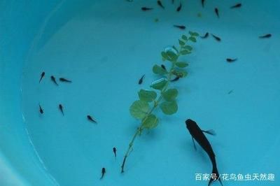 黑云魚養(yǎng)殖水溫調(diào)控技巧，黑云魚養(yǎng)殖水溫調(diào)控技巧摘要：黑云魚養(yǎng)殖水溫調(diào)控技巧 龍魚百科 第3張