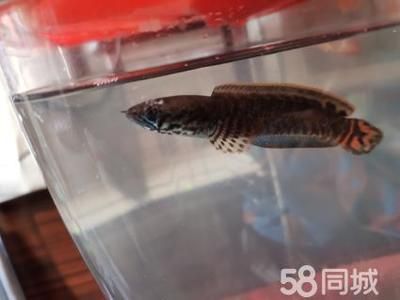 最好養(yǎng)的小型雷龍魚排名，小型雷龍魚日常護(hù)理要點(diǎn),七彩雷龍魚適合新手飼養(yǎng) 龍魚百科 第4張