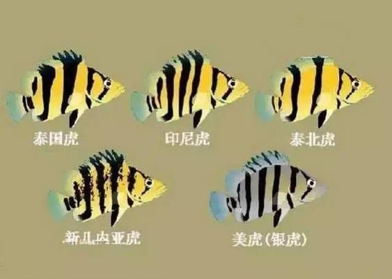 虎魚性格溫和品種，泰國虎魚飼養(yǎng)技巧,虎魚溫和性格影響因素，虎魚品種與性格關(guān)系