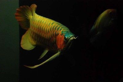 龍魚(yú)老孫微信，龍魚(yú)老孫微信怎么找？ 龍魚(yú)百科 第2張