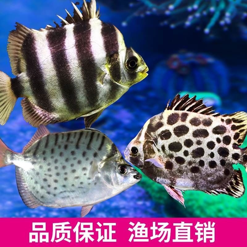 非洲金鼓魚(yú)營(yíng)養(yǎng)價(jià)值詳解，非洲金鼓魚(yú)適宜人群有哪些