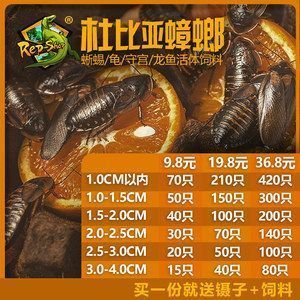 龍魚(yú)多少元一條，龍魚(yú)的價(jià)格因品種、品相、規(guī)格等因素而異，龍魚(yú)價(jià)格趨勢(shì) 龍魚(yú)百科 第4張