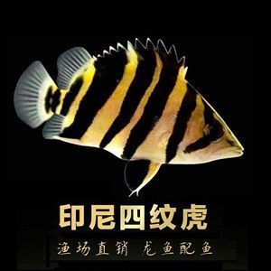 購買金龍魚苗注意事項(xiàng)和細(xì)節(jié)有哪些，購買金龍魚苗的注意事項(xiàng) 龍魚百科 第5張