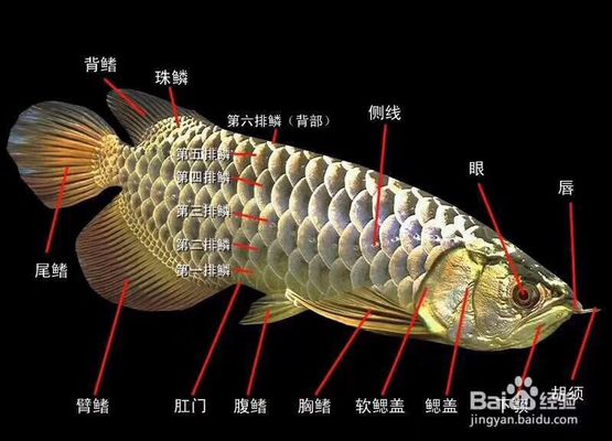 南關區(qū)青怡坊大卉觀賞魚行，南關區(qū)青怡坊大卉觀賞魚行詳細介紹