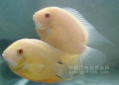 菠蘿魚繁殖環(huán)境要求，菠蘿魚的繁殖環(huán)境要求 龍魚百科 第5張