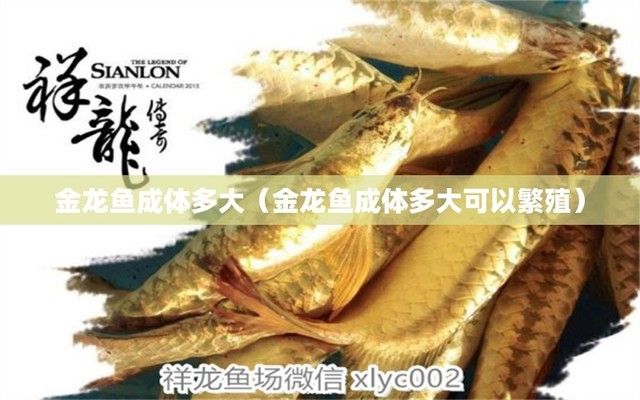 金龍魚成體，金龍魚成體色彩變化原因