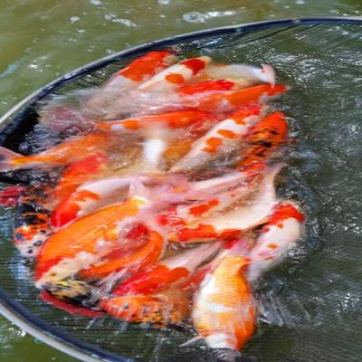 龍鳳鯉魚的選購技巧，選購龍鳳鯉魚時(shí)應(yīng)注意其外觀、鱗片、魚鱗、鰓以及魚肉的新鮮度 龍魚百科 第3張