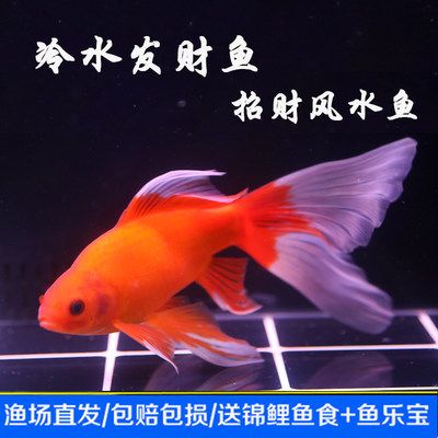 龍鳳鯉魚的選購技巧，選購龍鳳鯉魚時(shí)應(yīng)注意其外觀、鱗片、魚鱗、鰓以及魚肉的新鮮度 龍魚百科 第4張