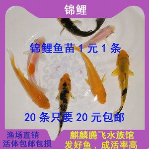 龍鳳鯉魚的選購技巧，選購龍鳳鯉魚時(shí)應(yīng)注意其外觀、鱗片、魚鱗、鰓以及魚肉的新鮮度 龍魚百科 第5張