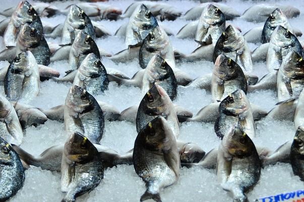 六角龍魚吃什么魚糧，六角龍魚成年后的飲食需求，六角龍魚的飲食需要注意