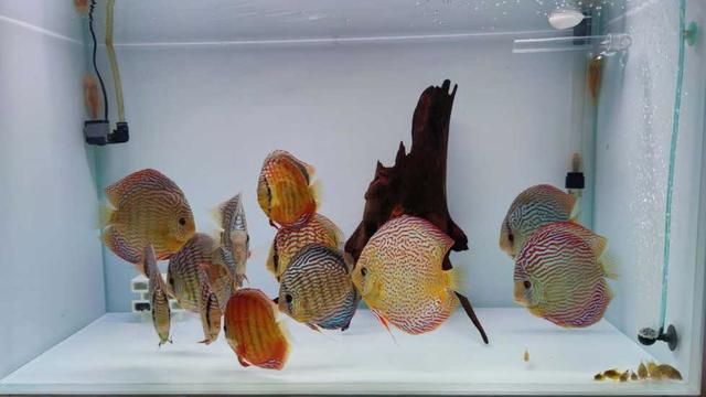 七彩神仙魚繁殖期飼料選擇，七彩神仙魚繁殖期飼料品牌推薦