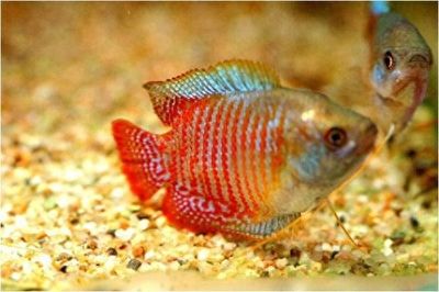 七彩神仙魚(yú)繁殖期飼料選擇，七彩神仙魚(yú)繁殖期飼料品牌推薦