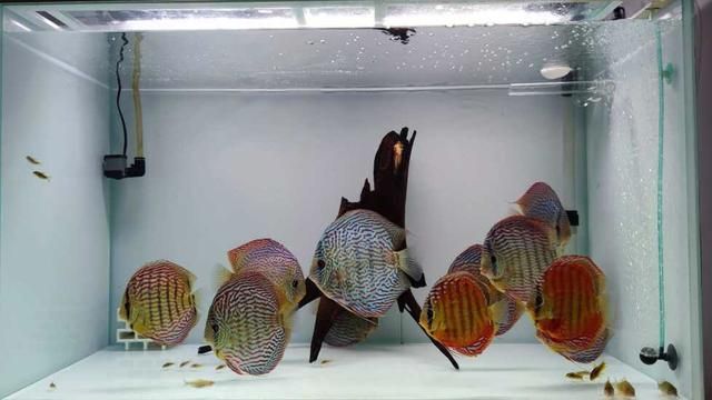 七彩神仙魚繁殖期飼料選擇，七彩神仙魚繁殖期飼料品牌推薦 龍魚百科 第4張