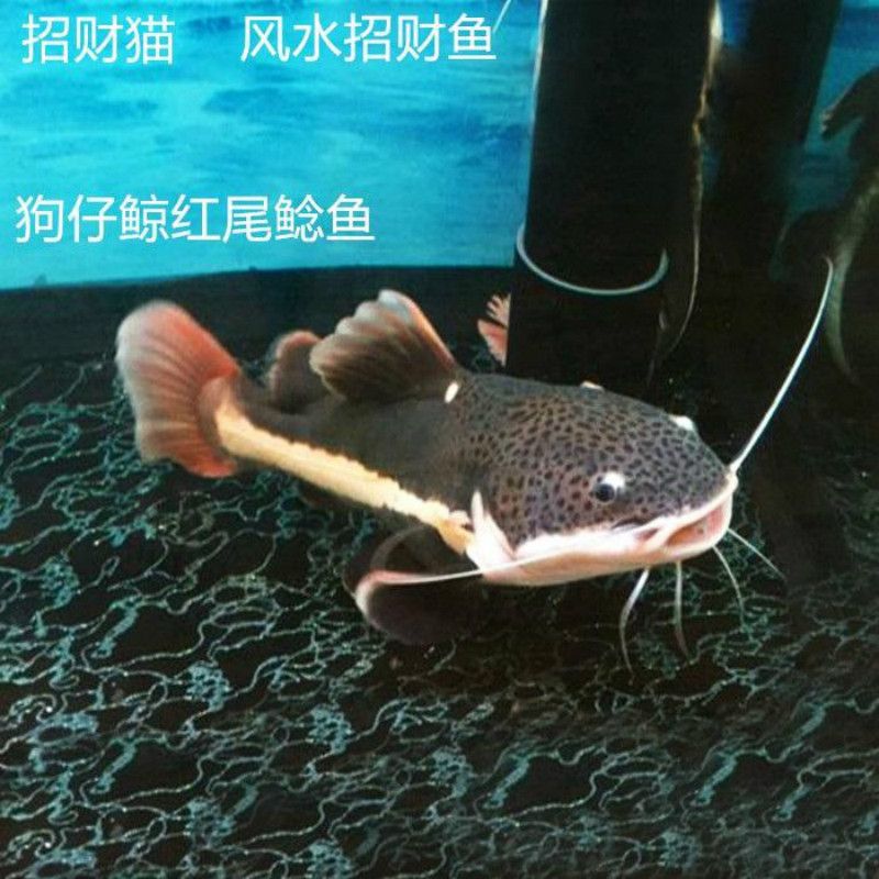 黃金貓魚混養(yǎng)注意事項(xiàng)，黃金貓魚和金魚混養(yǎng)時(shí)需要注意以下幾點(diǎn)：確保兩種魚的體型差異不大 龍魚百科 第3張