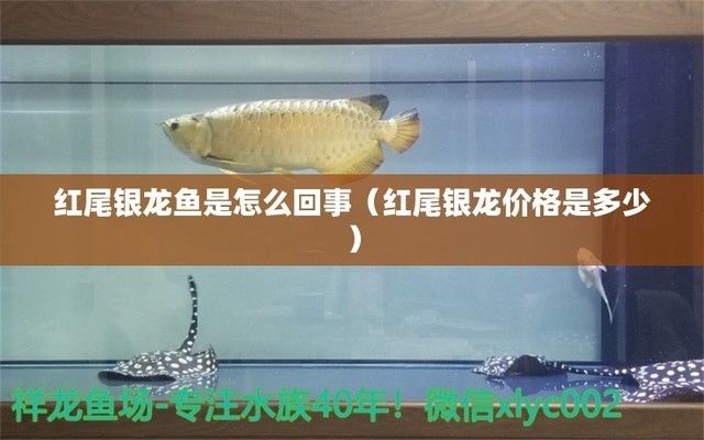 紅尾銀龍魚(yú)是怎么回事，紅尾銀龍魚(yú)的日常護(hù)理要點(diǎn)紅尾銀龍魚(yú)的日常護(hù)理要點(diǎn)