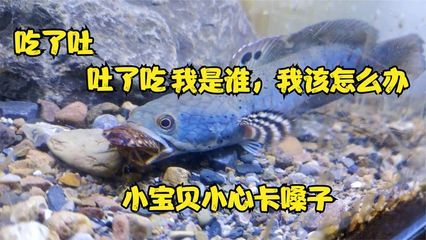 雷龍魚吃東西就吐怎么回事，雷龍魚吃東西就吐是怎么回事