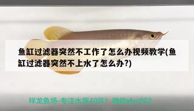 魚缸過(guò)濾器突然不上水了怎么辦？，如何正確維護(hù)魚缸過(guò)濾器魚缸過(guò)濾器選型指南 龍魚百科 第4張