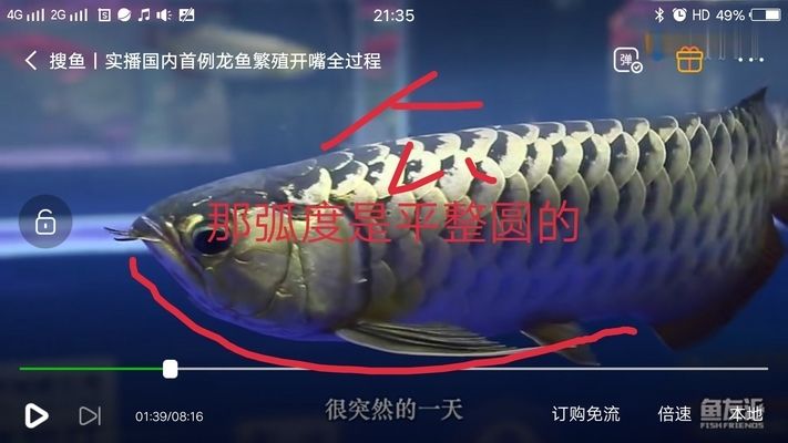 怎么選金龍魚(yú)公母圖解，如何分辨金龍魚(yú)的公母