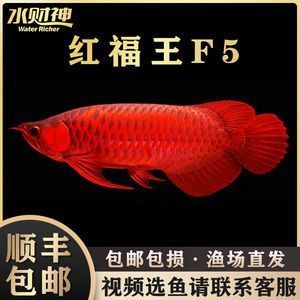 賽級(jí)紅龍魚，賽級(jí)紅龍魚的價(jià)格是多少 龍魚百科 第5張