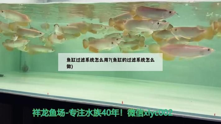 龍魚缸過濾系統(tǒng)怎樣做的好，如何做好用的龍魚缸過濾系統(tǒng) 龍魚百科 第4張