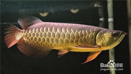 龍魚喜歡吃什么小魚，金龍魚喜歡吃什么小魚 龍魚百科 第4張