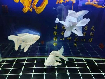 蝴蝶鯉冬季保溫措施， 龍魚(yú)百科 第5張