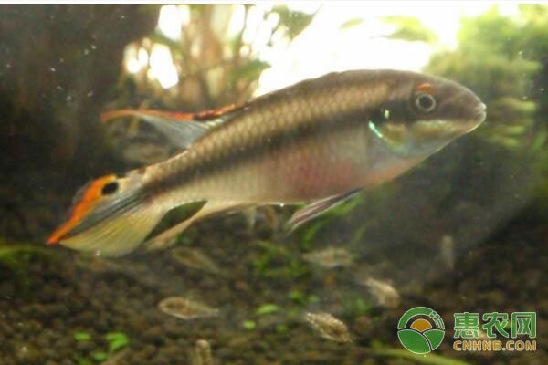 鳳凰魚(yú)繁殖期飼料選擇，*鳳凰魚(yú)繁殖期飼料選擇合適的飼料是非常重要