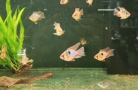 鳳凰魚繁殖期飼料選擇， 龍魚百科 第2張