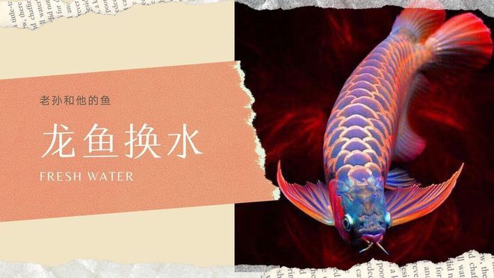 龍魚換水頻率，關(guān)于龍魚換水頻率的詳細(xì)信息