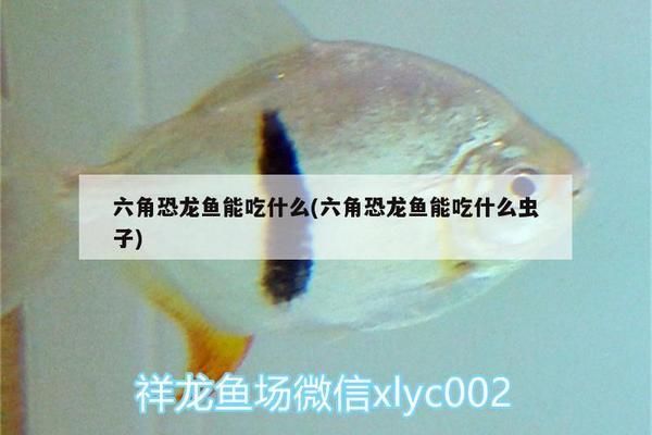 斑馬鴨嘴魚苗繁殖期食物選擇，