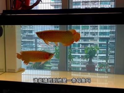 龍魚公母混養(yǎng)都會鼓腮嗎，混養(yǎng)龍魚時，公母龍魚是否都會鼓腮