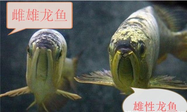 龍魚怎么分雌雄，如何判斷龍魚的性別