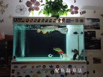 紅勾銀版魚繁殖期飼料選擇，