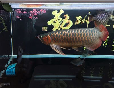 龍魚估價，影響龍魚價格的主要因素 龍魚百科 第2張