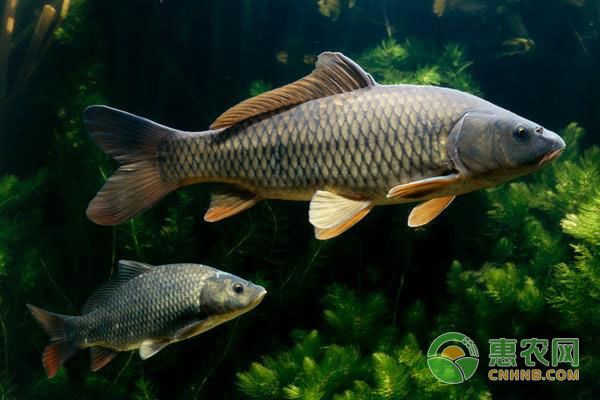 龍魚(yú)缸酸堿度多少，龍魚(yú)缸水質(zhì)檢測(cè)頻率，龍魚(yú)適宜水溫范圍 龍魚(yú)百科 第5張