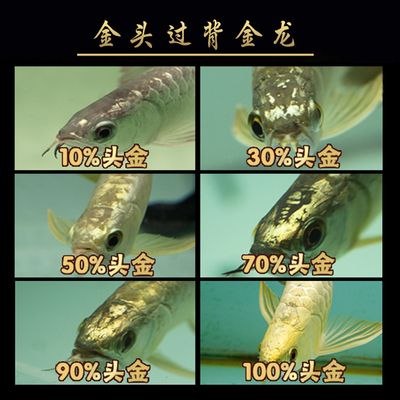 金頭過(guò)背金龍魚(yú)幼魚(yú)飼料選擇，金頭過(guò)背金龍魚(yú)幼魚(yú)飼料營(yíng)養(yǎng)成分析金頭過(guò)背金龍魚(yú)幼魚(yú)飼料選擇 龍魚(yú)百科 第5張